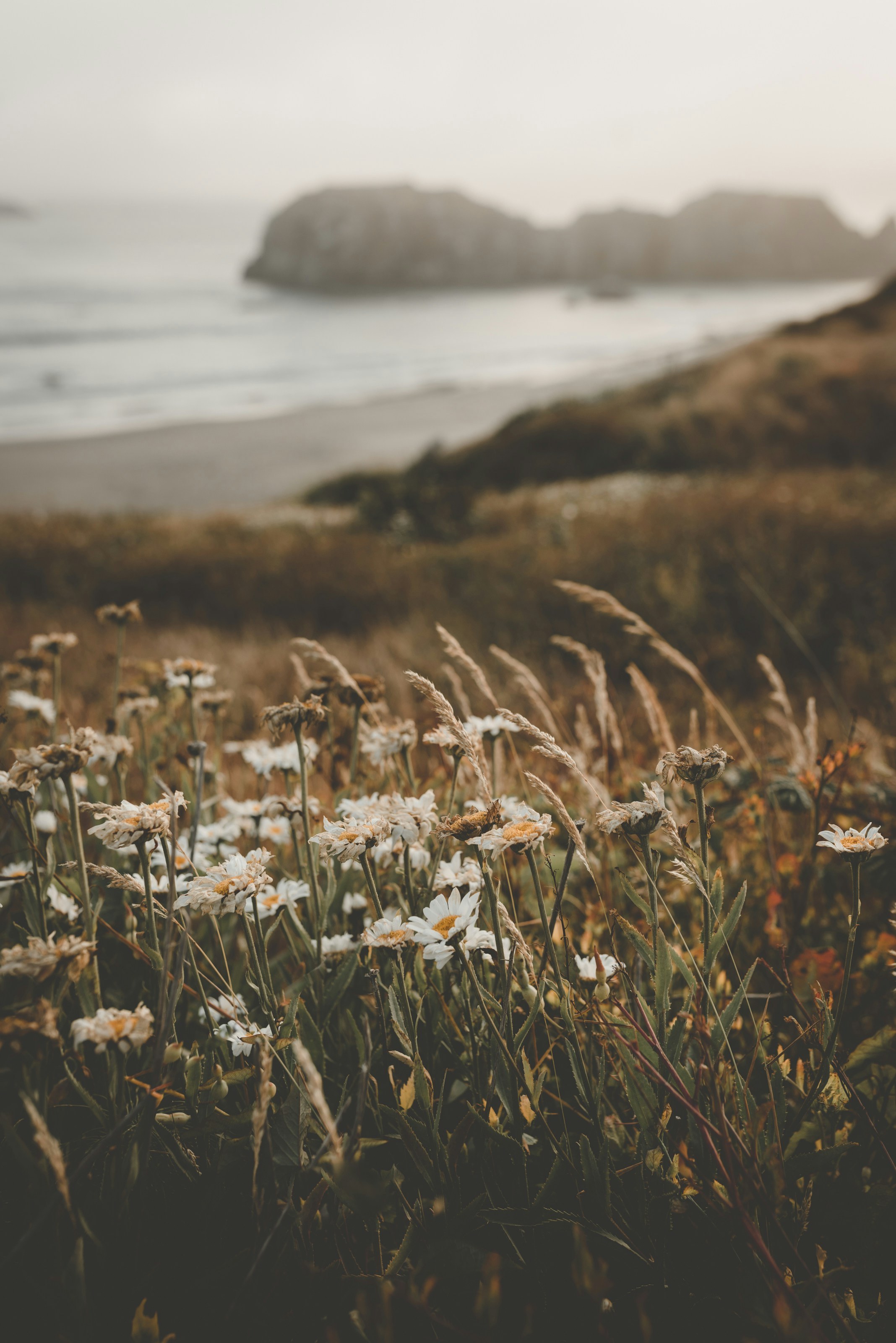 Clay banks Um G Wlfb W Qvs unsplash